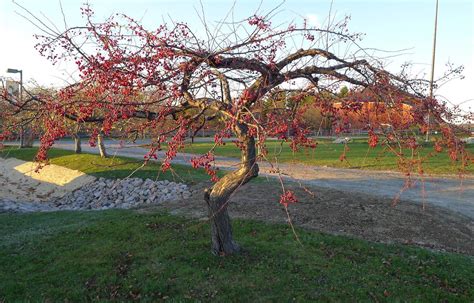 How To Grow And Care For Weeping Crabapple