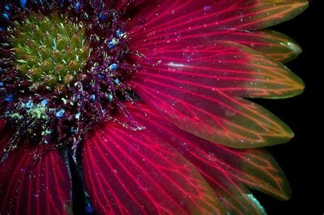 Photographer Craig P Burrows Captures Intensely Beautiful Flowers