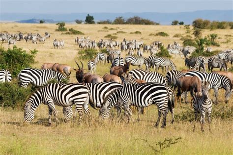 Great Migration In Maasai Mara National Park Kenya Pixalytics Ltd
