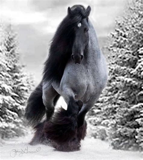 Blue Roan Draft Horse Running In The Snow Horses Clydesdale Horses