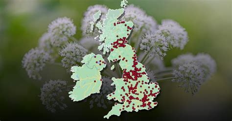 Hogweed Map Reveals Where Uks Most Dangerous Plant Has Been Spotted