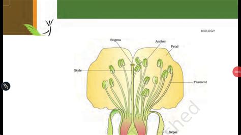 Biology 12th Sexual Reproduction In Flowering Plants Stamen The Male