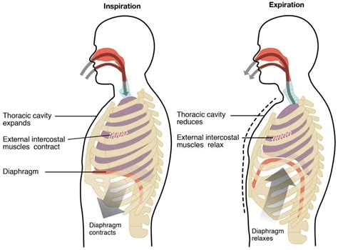 Diagram Of The Diaphragm Intercostal Muscles And Lungs Inside Of The