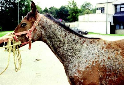 Equine Dermatology I Diagnosis And Treatment Of The Pruritic Horse Ivis