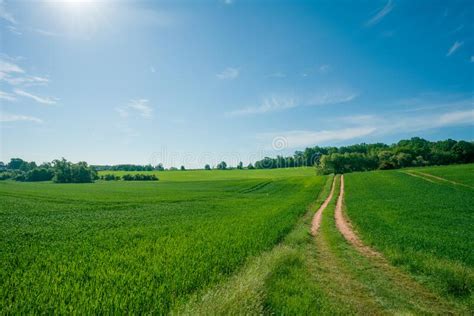 Sunny Summer Day Country Road Green Meadows And Blue Sky Stock Image