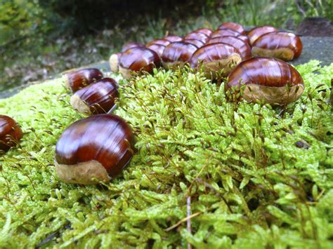 Free Images Produce Invertebrate Fungus Snail Landart Chestnuts