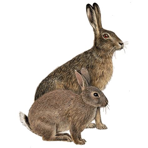 Pngtree, founded in dec 2016, has millions of png images and other graphic resources for everyone to download. Hase und Kaninchen | In den Wald!
