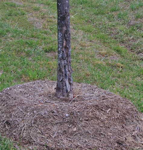 Keep the garden free of weeds; What Is the Orange Fungus Growing in My Mulch? | Dengarden
