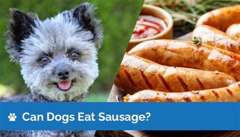 Can Dogs Eat Sausage Nutrition Facts And Safety Guide Hepper