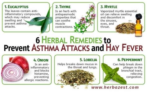 6 Herbal Remedies To Prevent Asthma Attacks And Hay Fever Asthma
