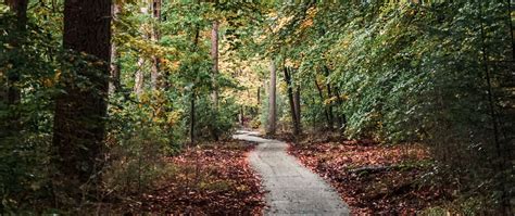 Download Wallpaper 2560x1080 Forest Path Trees Nature Autumn Dual