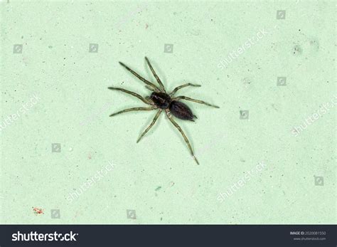 Small Prowling Spider Species Teminius Insularis Stock Photo 2020081550