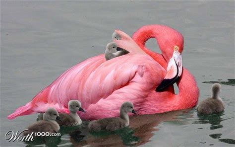 Pin By Mama Carroll On All Things Flamingo With Images Flamingo
