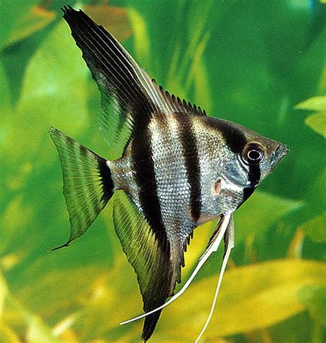 Angelfish Facts And Information Pterophyllum Scalare Journal Of