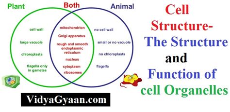 Different cell organelles and their functions. Cell Structure- The Structure and Function of cell ...
