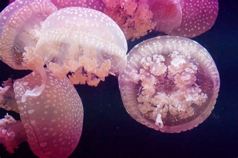 Free Images Petal Underwater Jellyfish Pink Coral Invertebrate