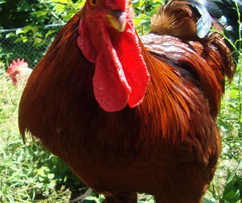The chicken (gallus gallus domesticus), a subspecies of the red junglefowl, is a type of domesticated fowl, originally from asia. These Three Things: roosters, kilts and kitchens