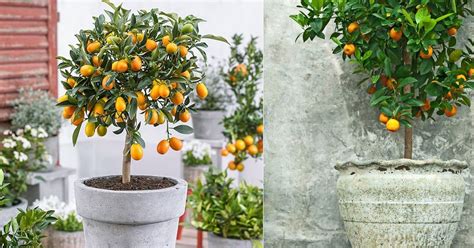 5 Best Citrus Trees For Containers Growing Citrus In Pots In 2021