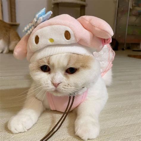 a white cat wearing a hello kitty costume
