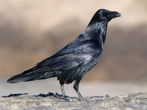 Photos And Videos For Common Raven All About Birds Cornell Lab Of
