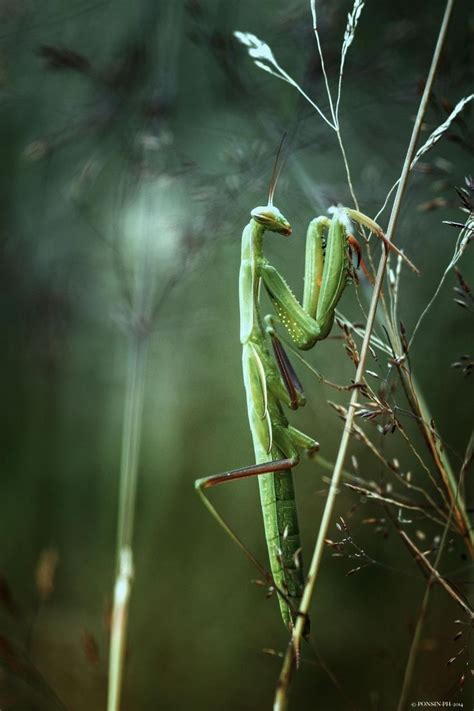 Mantis Religiosa Beautiful Bugs Amazing Nature Animal Photography
