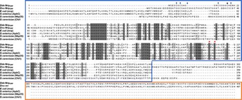 Protein Sequences Alignment Of Bacterial Mrp Apbc And Eukaryotic Nbp