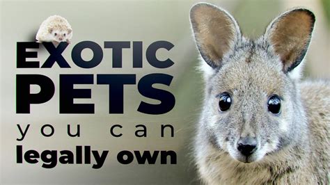 Cutest Exotic Pets You Can Legally Own Youtube