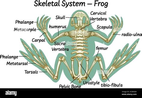 Science Eduction Of Frog Anatomy Illustration Stock Vector Image And Art