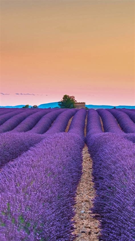 640x1136 Resolution Lavender Fields On The Valensole Plateau France