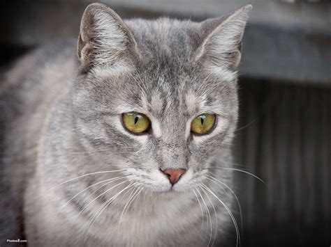 Grey Cats With Green Eyes Pictures Gray Cat With Green
