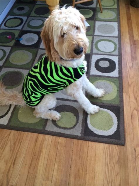 The goldendoodle is a lovable and friendly dog that makes an ideal family pet. Our Irish Zebra, in celebration of Pet Costume Day!! (With ...
