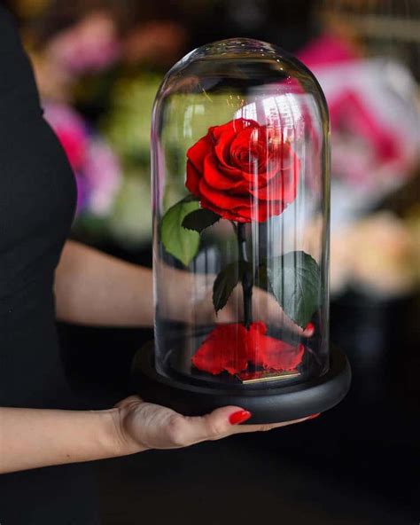Real Enchanted Rose Lasts 3 Years Without Water Or Sunlight