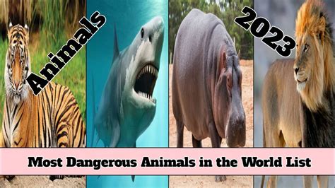 Most Dangerous Animals In The World Ranked 2023 Youtube