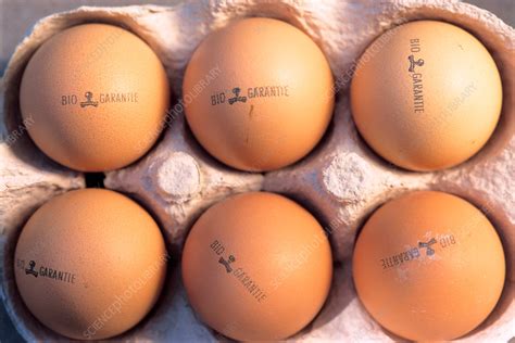 Six Eggs Stock Image C0376668 Science Photo Library