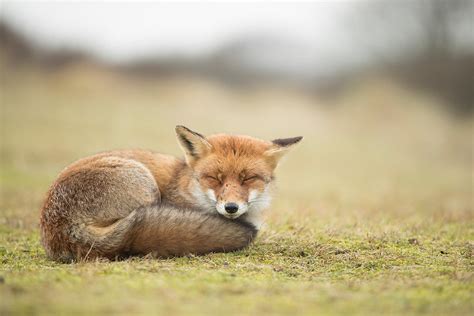 Alastair Marsh Photography Sleepy Fox