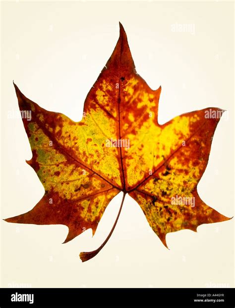Autumn Maple Leaf Stock Photo Alamy