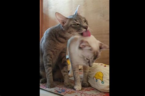 Cats And Grooming Why Do Cats Lick And Groom Each Other Petreview