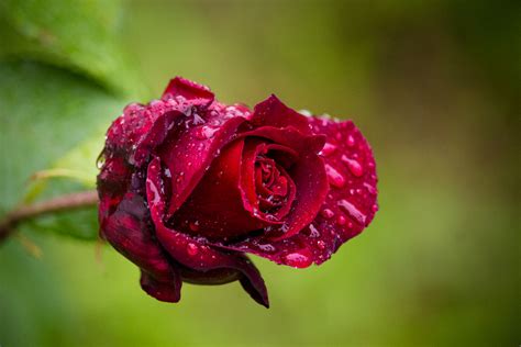 Rose In The Rain Angelina Todorovic Stanic Flickr