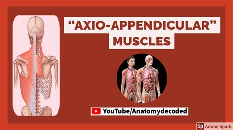 Axio Appendicular Muscles Anatomy Decoded Anatomy Lectures Youtube