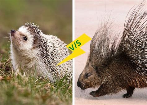 Baby porcupine animal pictures cute pictures funny animals cute animals talking animals baby animals no bad days cutest thing ever. Mammal Archives
