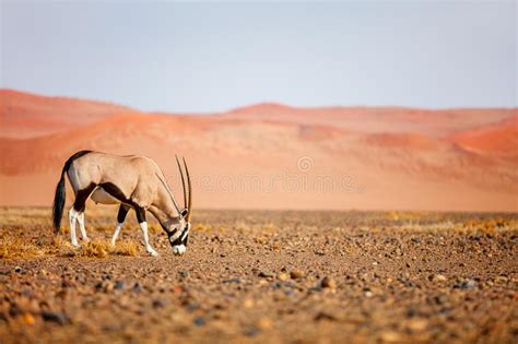 Oryx In Namib Desert Stock Photo Image Of Mammal Landscape 76878890