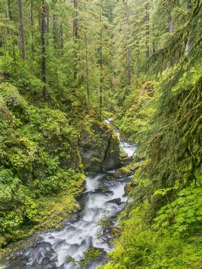 Washington State Olympic National Park Landscape With Sol Duc River
