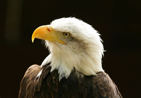 Bald Eagle — Stock Photo © Bertys30 19702353