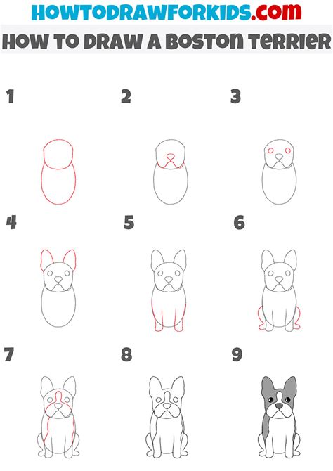 How To Draw A Boston Terrier Easy Drawing Tutorial For Kids