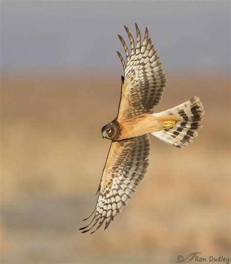 A Favorite Northern Harrier Photo Feathered Photography