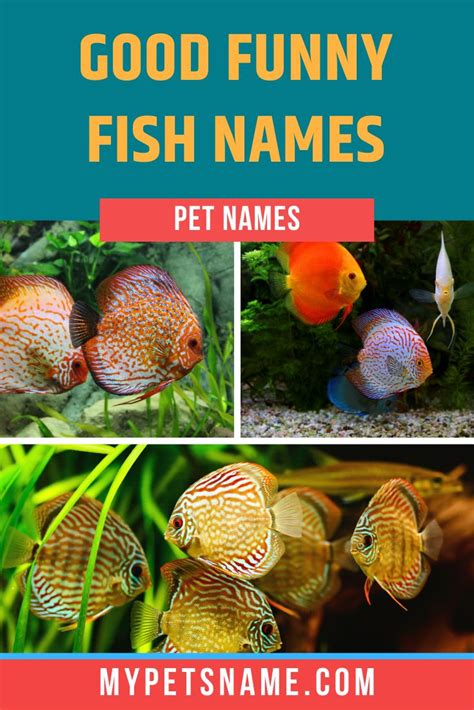 Good Funny Fish Names Fish Names Pet Cool Pet Names Fishing Humor