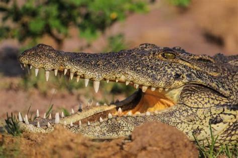 Man Eating Nile Crocodiles May Be Floridas Latest Invasive Species