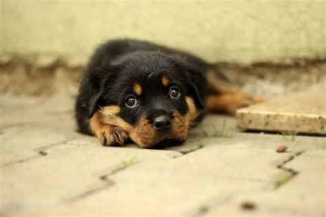 Do Rottweilers Shed A Full Rottweiler Shedding Guide