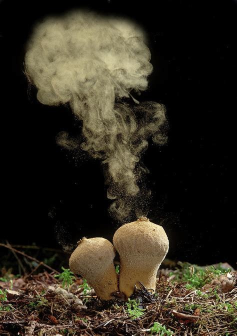 Common Puffball Fungus Emitting Spores Into The Air Photograph by Yves ...