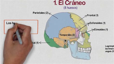 La Cara Y Sus Partes Para Niños Hay Niños